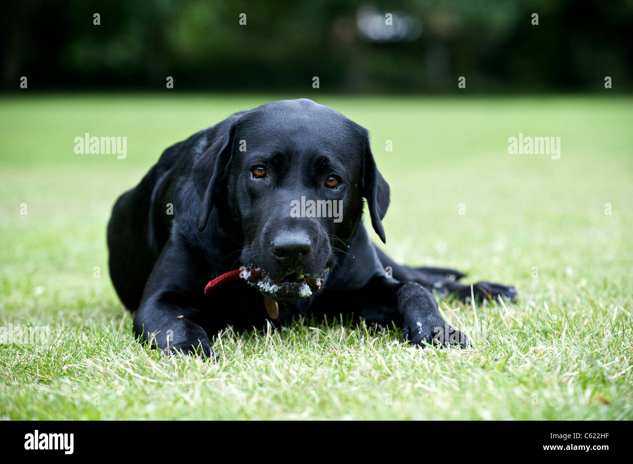 Un labrador nero masticare un bastone Foto Stock