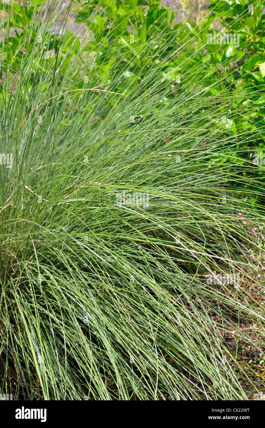 Muhlenbergia capillaris Golfo muhly Foto Stock