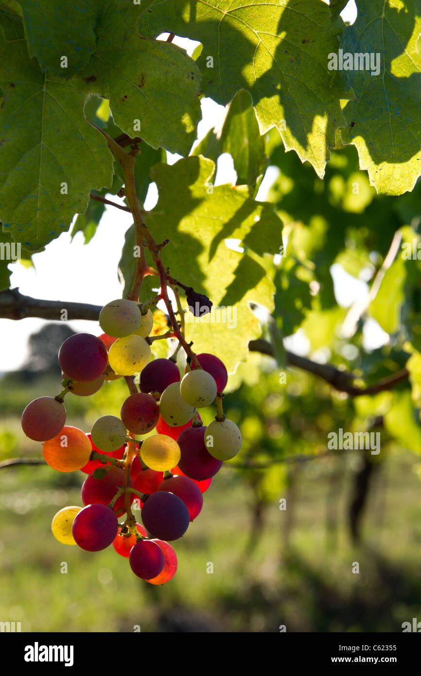 Vigneti Foto Stock