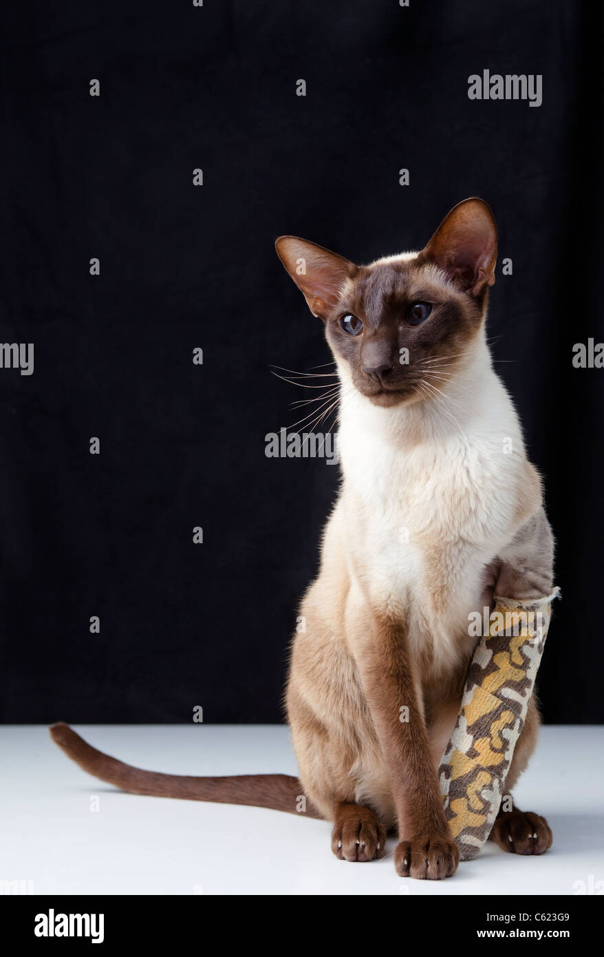 Punto di cioccolato gatto siamese gatto con zampa rotta / gamba in  bendaggio ubicazione su una pianura tavolo bianco con sfondo nero Foto  stock - Alamy