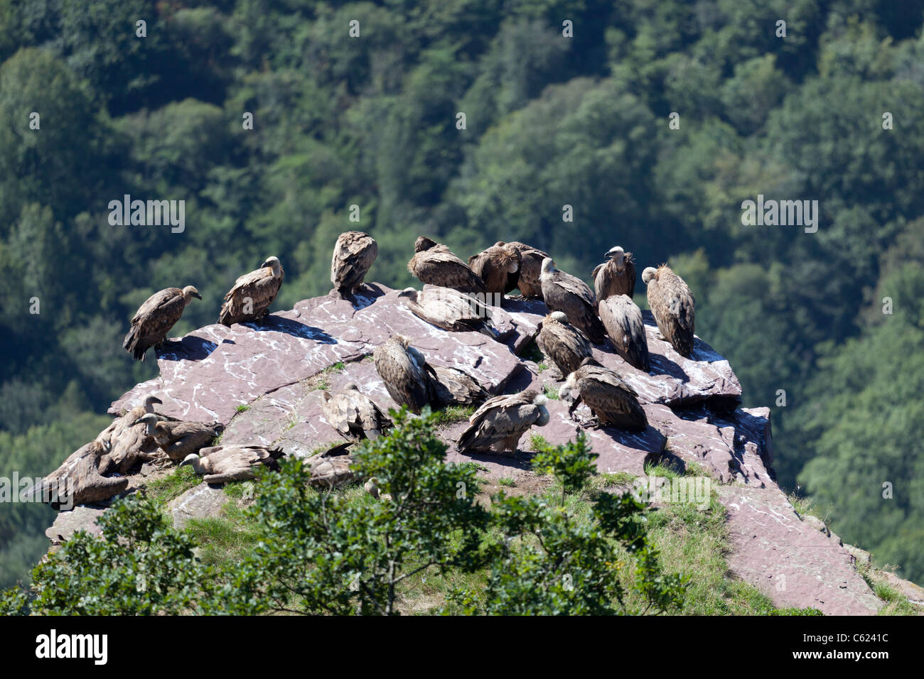 Wild grifoni in appoggio nei Pirenei occidentali (Francia). Vautours fauves se reposant dans les Pyrénées Occidentales. Foto Stock