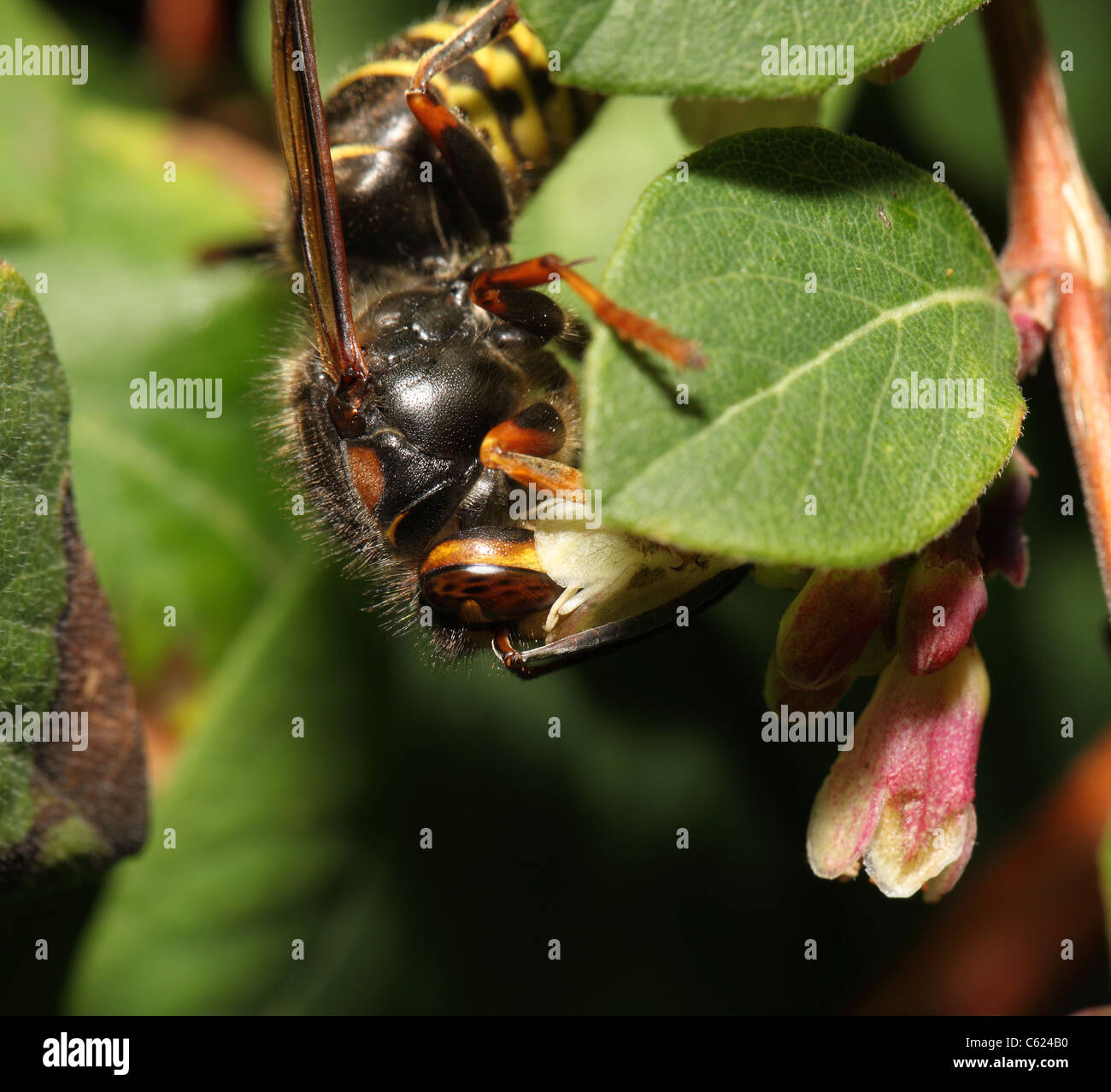 Wasp alimentare su nectar Foto Stock