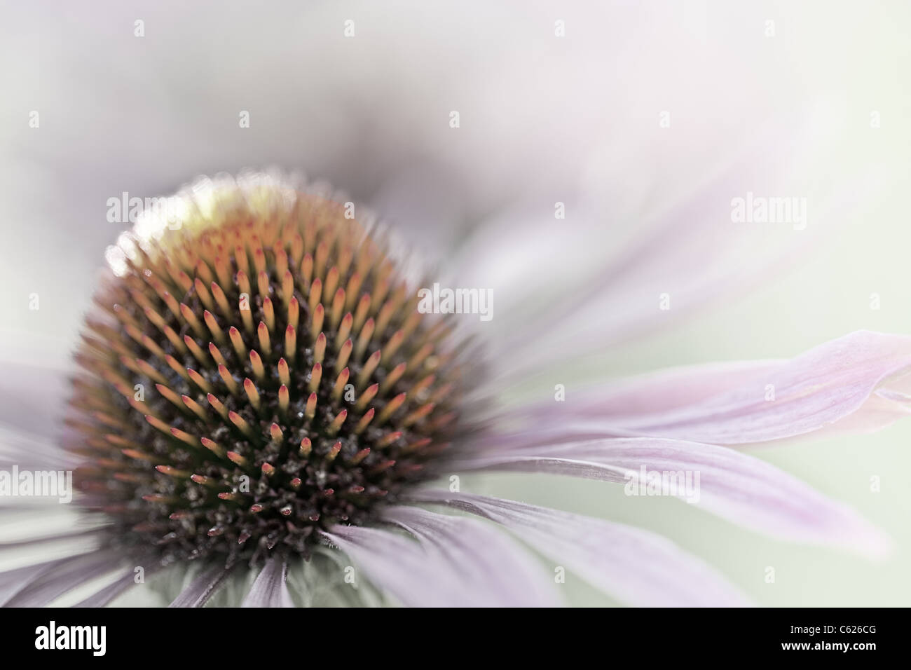 Fiore Foto Stock
