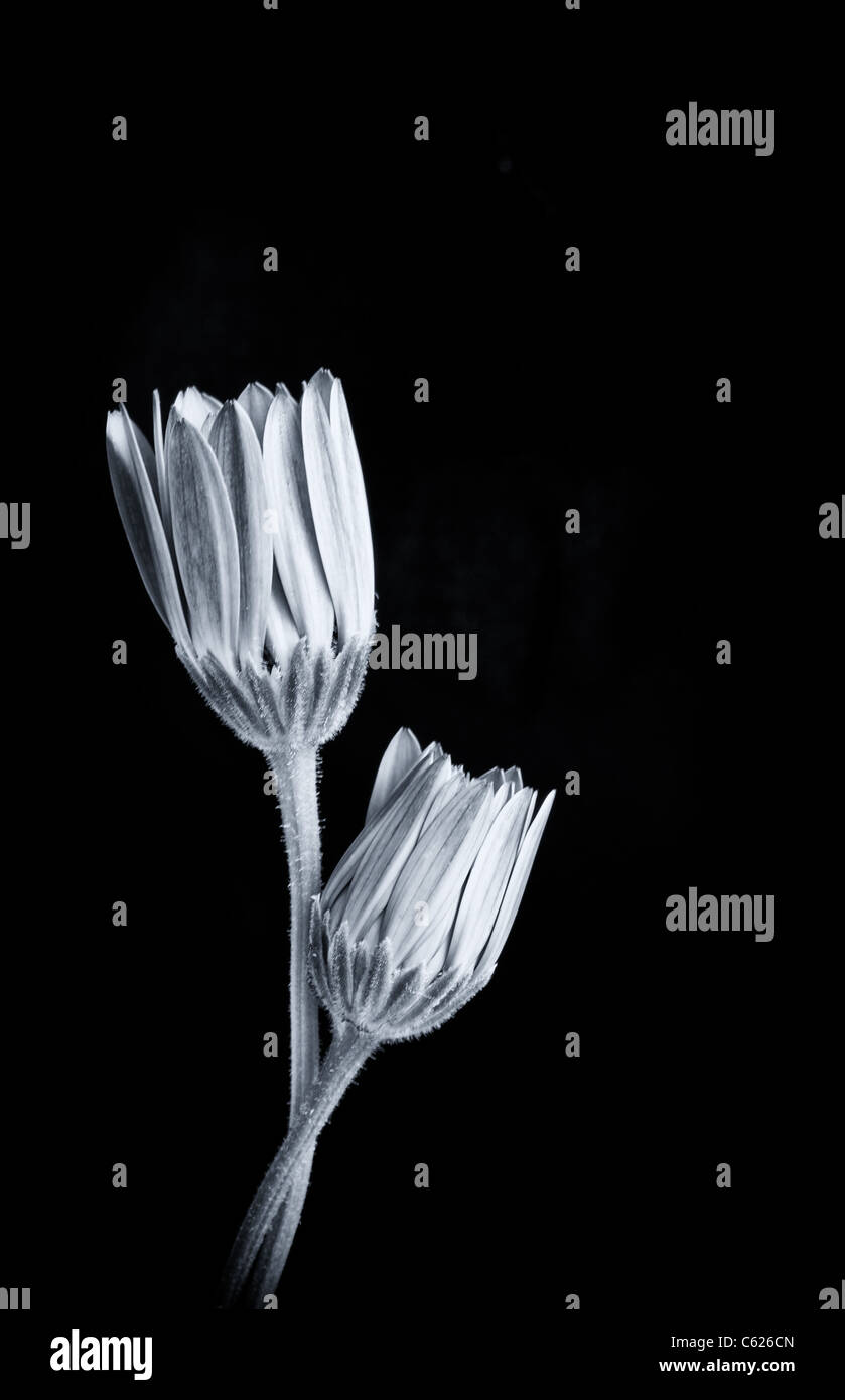 Fiore in bianco e nero Foto Stock