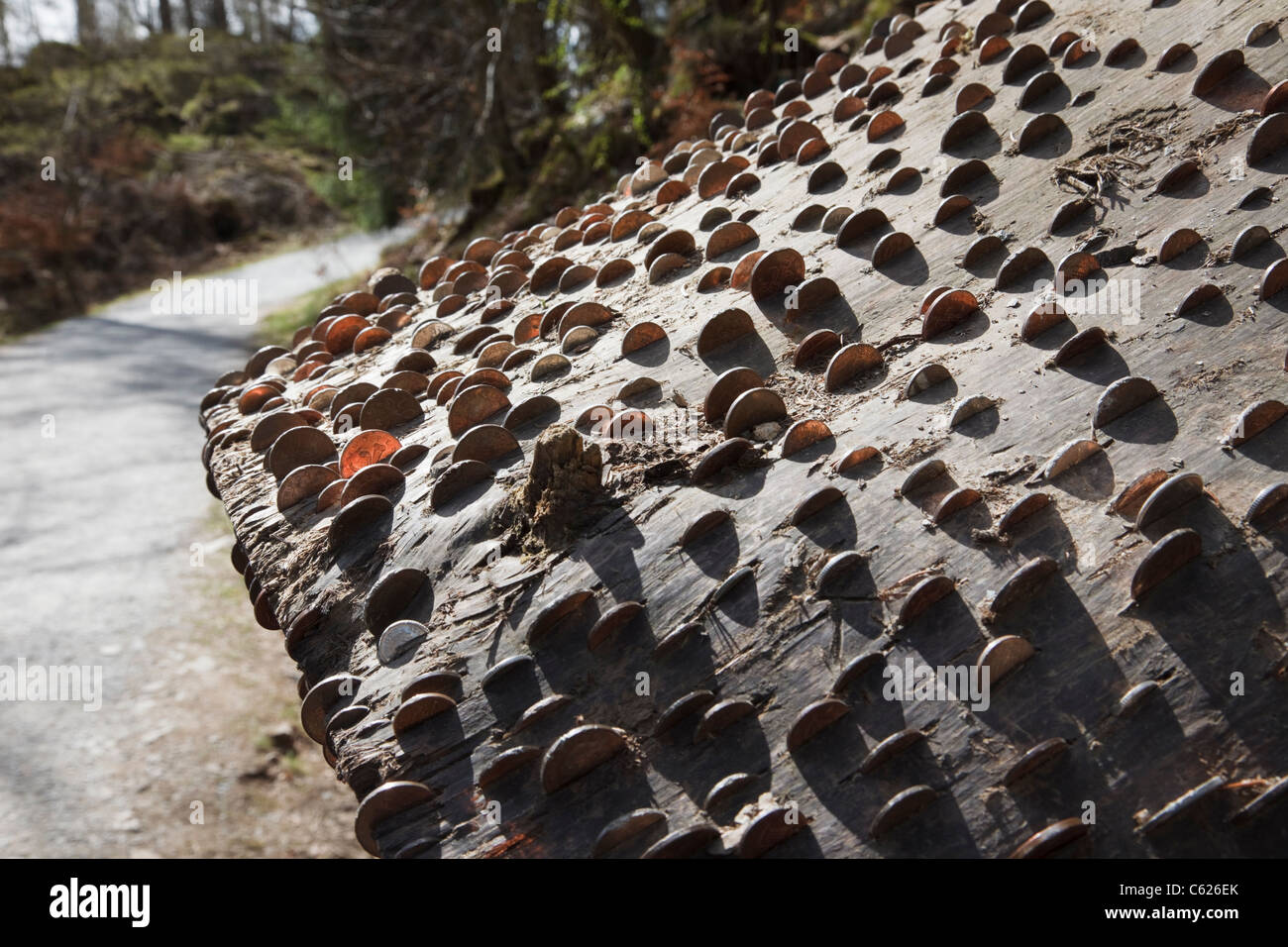 Money Tree con monete bloccato nel tronco abbattuto per buona fortuna accanto a un sentiero di bosco. Tarn Hows, Cumbria, Regno Unito, Gran Bretagna Foto Stock