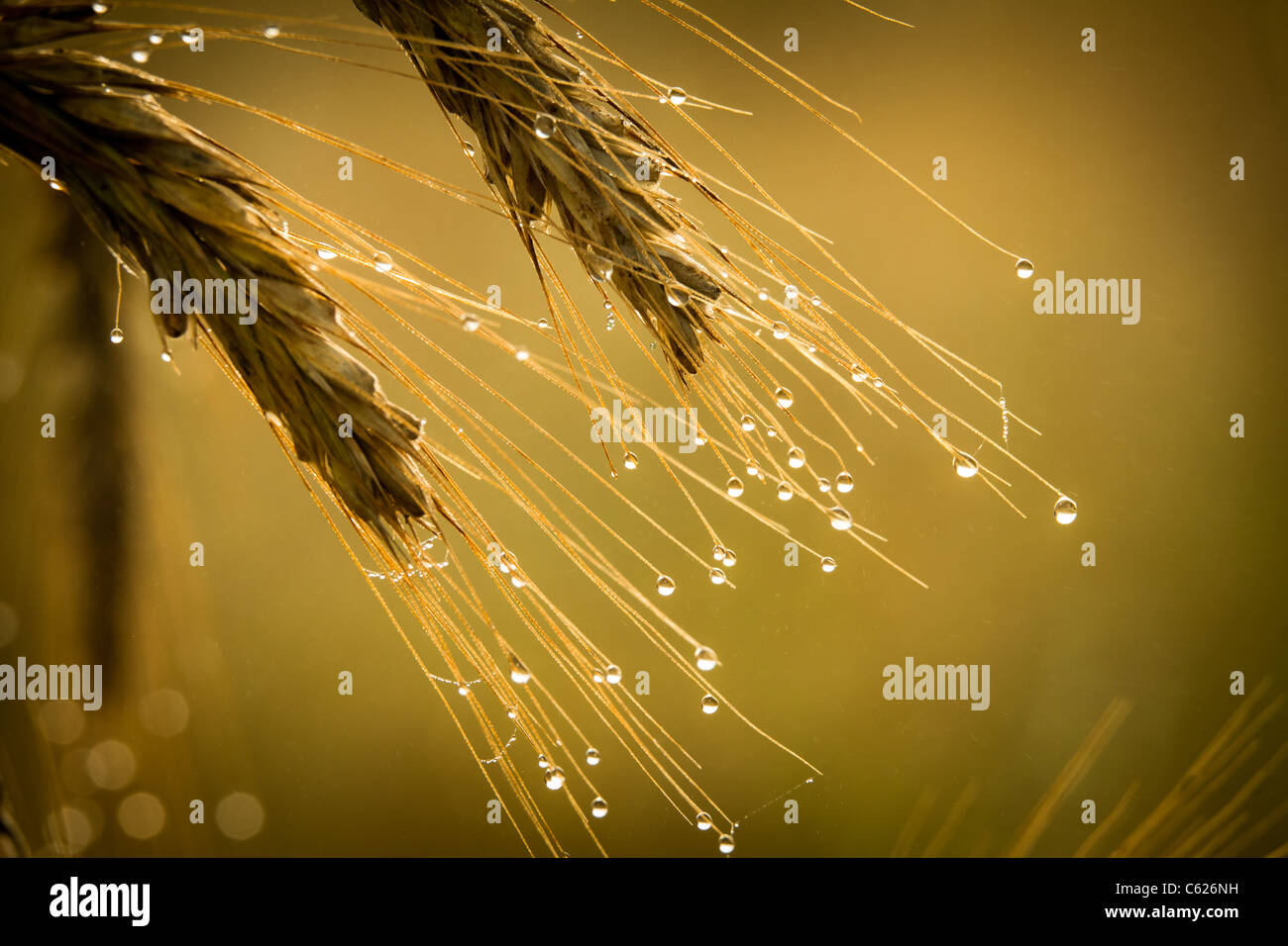 Campo oro con dewdrop presso sunrise Foto Stock