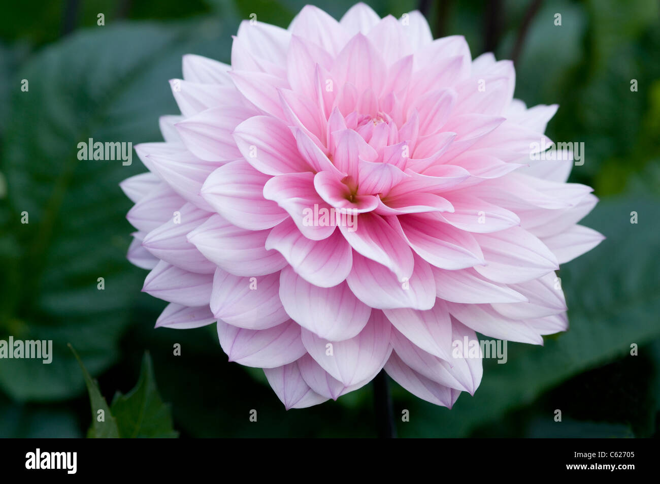 DAHLIA KARMA PROSPERO Foto Stock