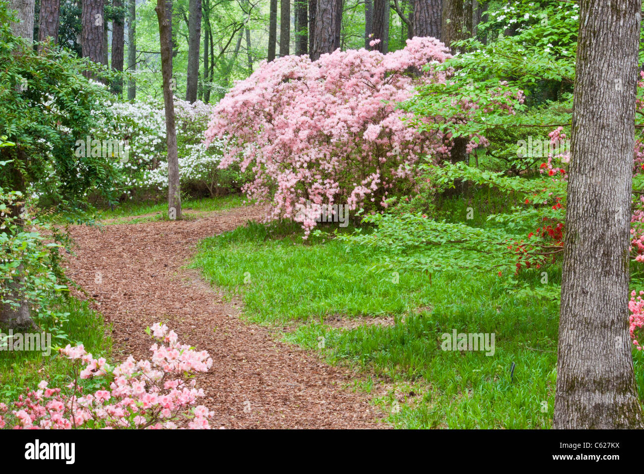 Azalea si affacciano sul giardino a Callaway Gardens in legno di pino di montagna, Georgia. Foto Stock