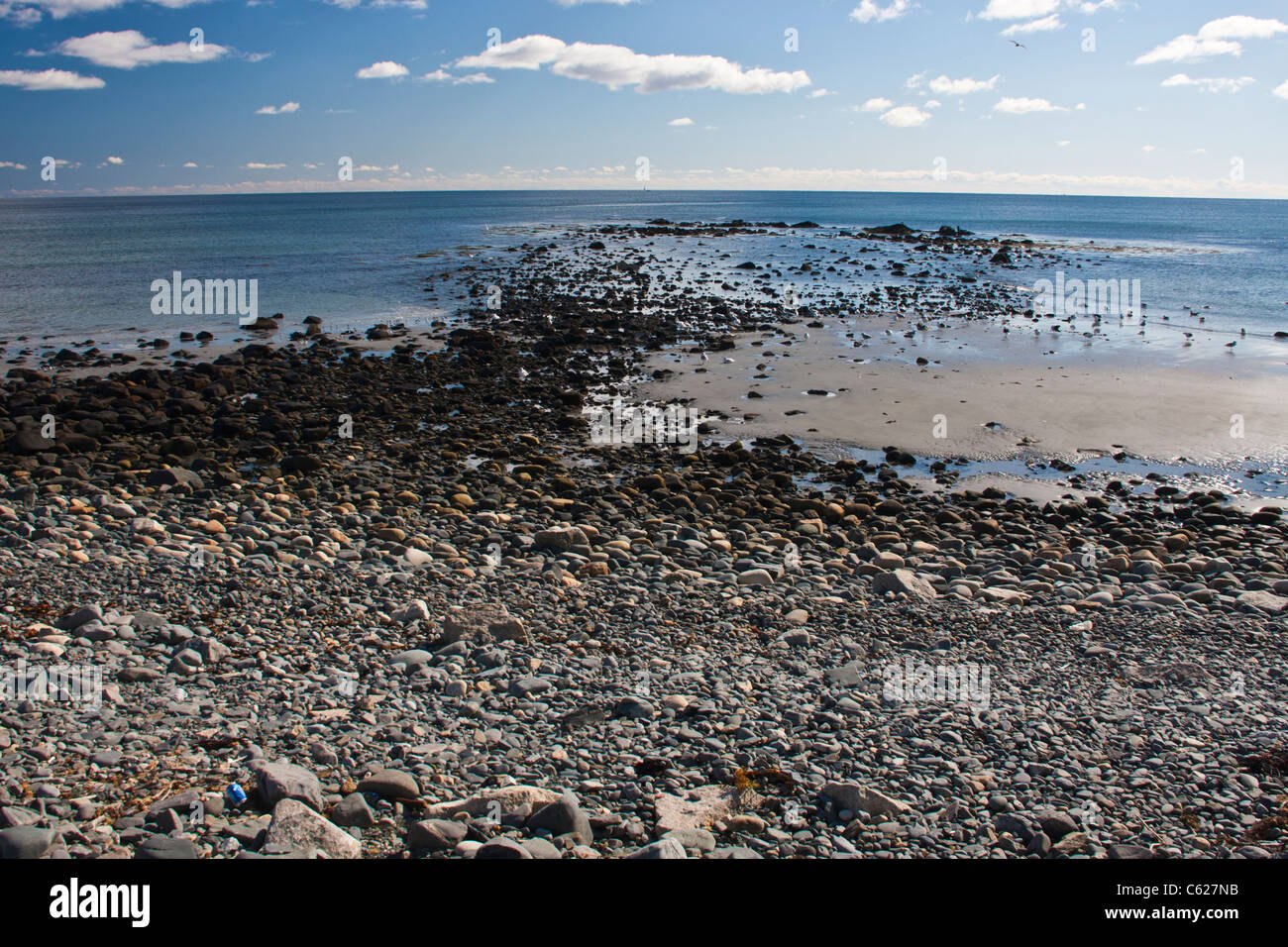 I gabbiani su una spiaggia rocciosa sulla costa atlantica, vicino villaggio sul mare di York, Maine. Foto Stock