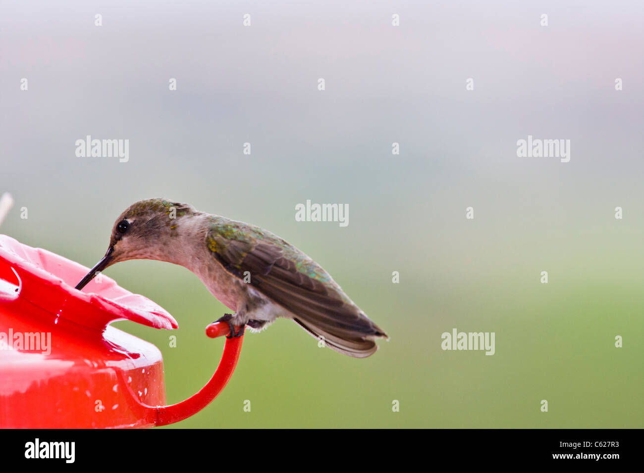 Nero-chinned Hummingbird, Archilochus alexandri, a Petersen Ranch nel Texas centrale. Foto Stock