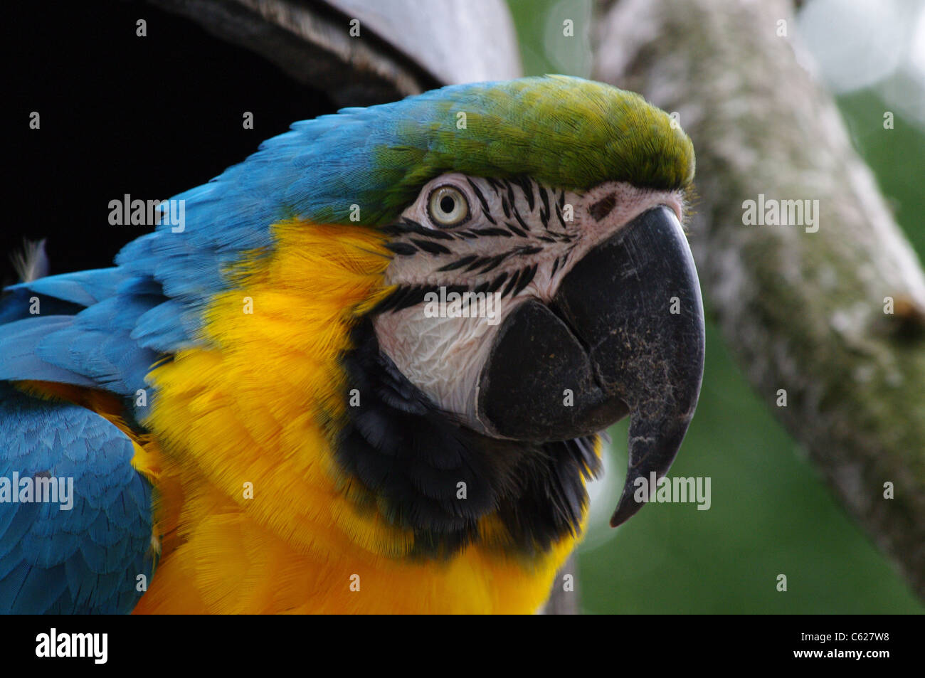 Testa di blu e giallo Macaw con il contatto visivo. Noto anche come blu e oro macaw. Nome scientifico Ara ararauna. Foto Stock