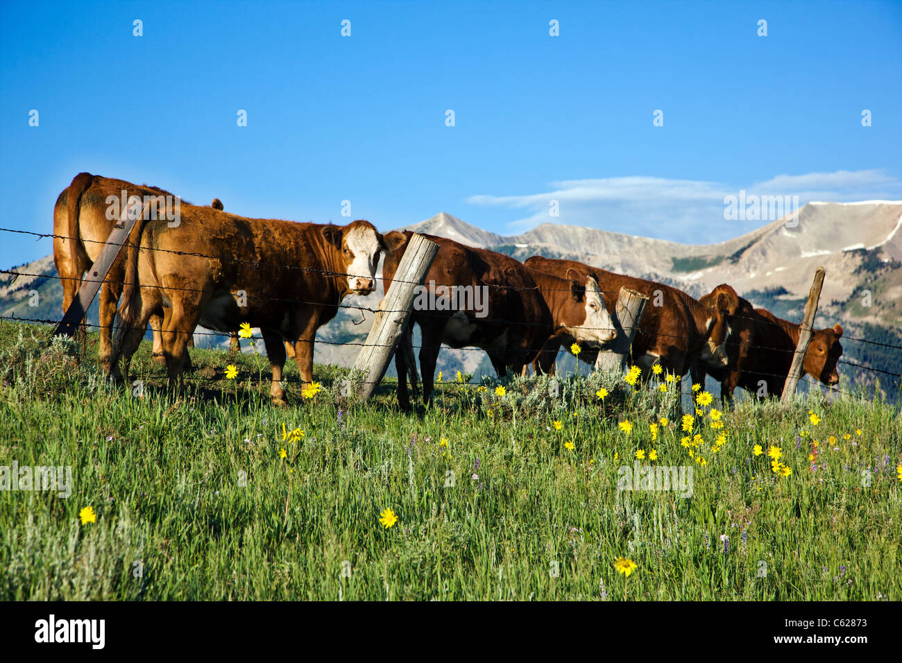 Hereford bovini sul Cold Spring Ranch vicino a Crested Butte, Colorado, STATI UNITI D'AMERICA Foto Stock