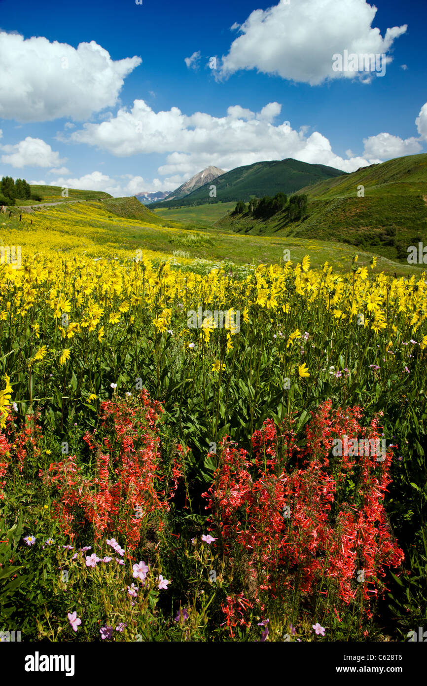 Ipomopsis Tenuitruba e Aspen girasoli crescono insieme Washington Gulch, Snodgrass Mountain oltre, nei pressi di Crested Butte, Colorado Foto Stock