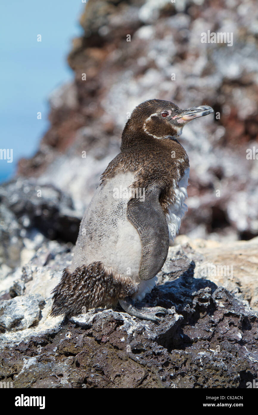 Galapagos Moulting Penguin, Isabella Isola, Galapagos Foto Stock