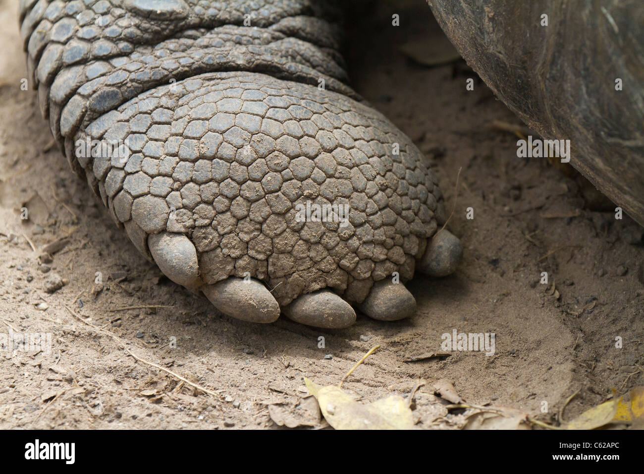 Close-up di una gigantesca tartaruga Galapagos il piede, Isabella Isola, Galapagos Foto Stock