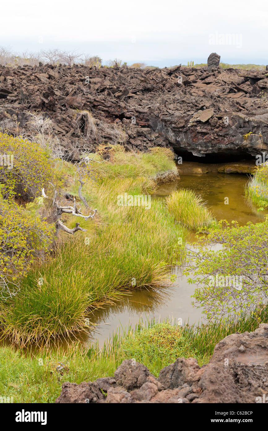 Acqua salata laguna, Sierra Negra, Isabela Island, Galapagos Foto Stock