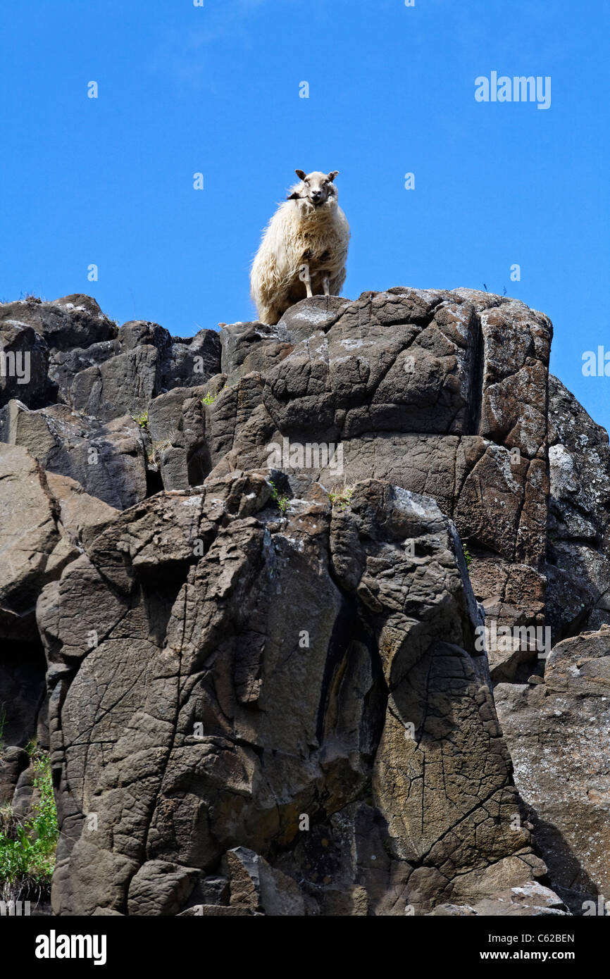 Pecore sulle rocce in Eastfjords, Islanda Foto Stock
