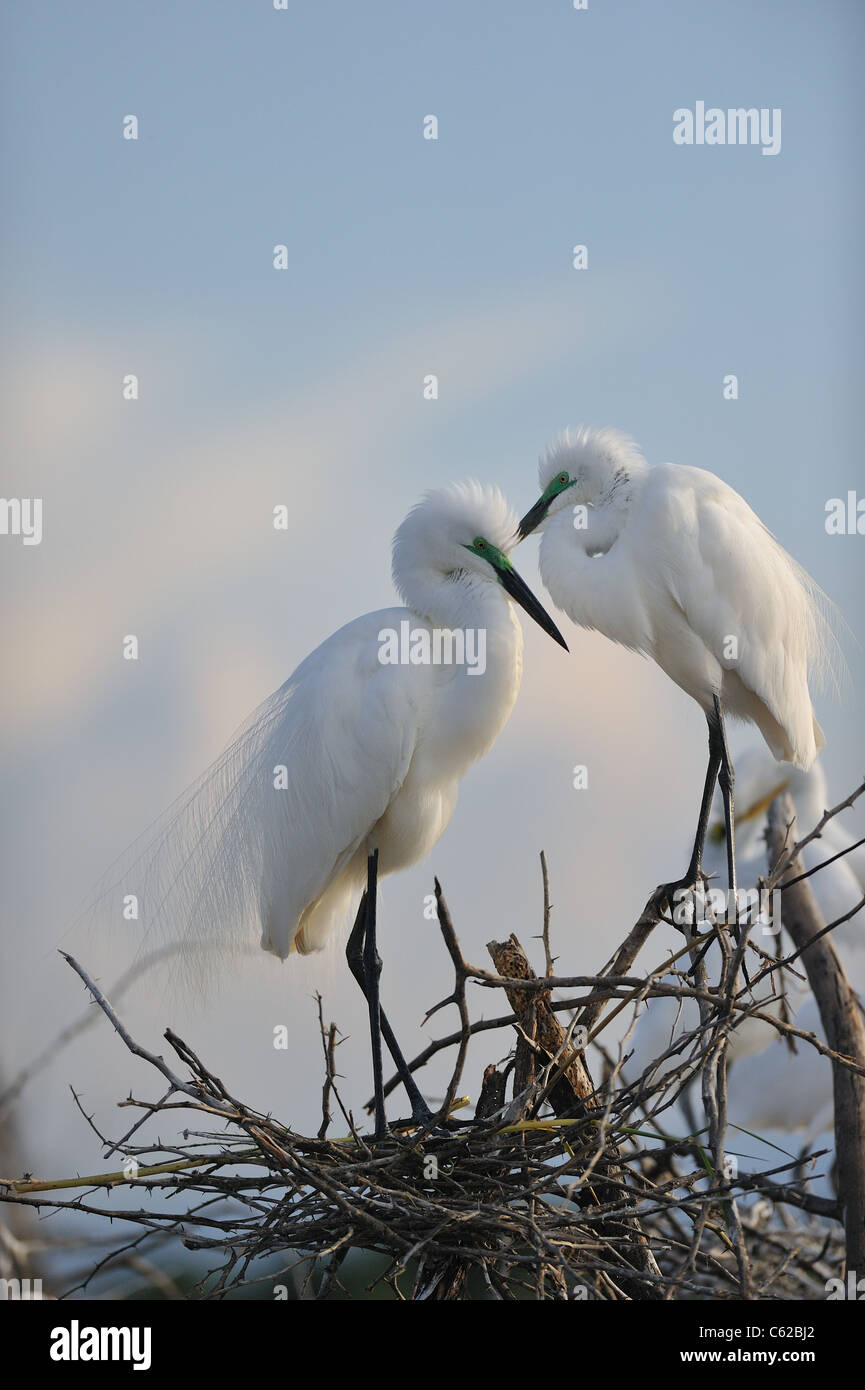 Garzetta intermedia - Giallo-fatturati garzetta (Egretta intermedia - Ardea intermedia) coppia piedi vicino il loro nido Foto Stock