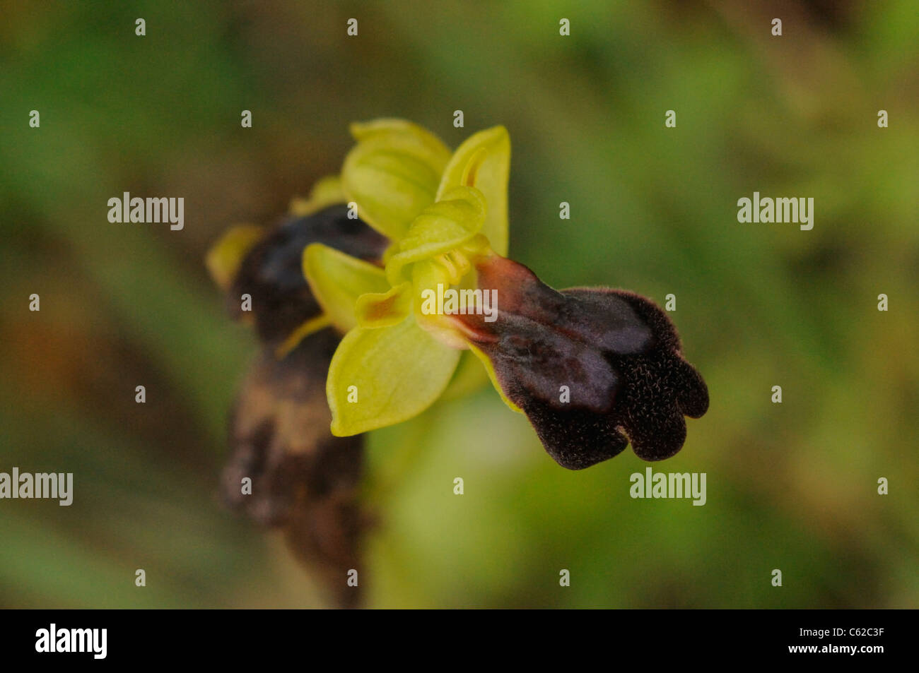 Ophrys Fusca, orchidea selvatica del Supramonte regione Sardegna, Italia Foto Stock