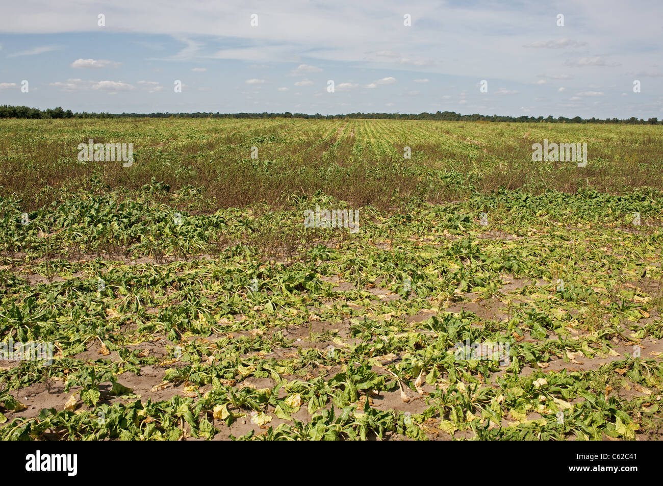 La siccità ha colpito la barbabietola da zucchero prodotto, Suffolk, Regno Unito. Foto Stock