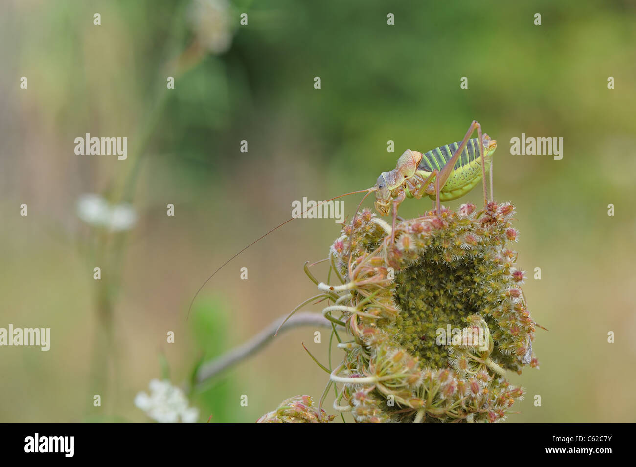 Katydid mediterraneo - Sella-backed bushcricket (Ephippiger ephippiger) maschio sul fiore di Wild carota (Daucus carota) Foto Stock