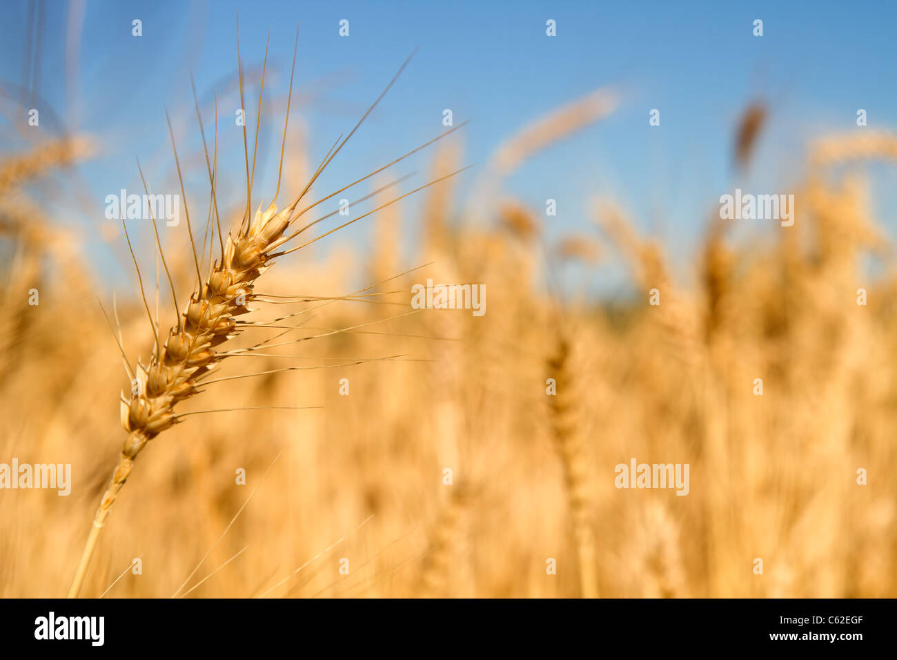 Erba di frumento in campo di fattoria di sfondo Macro Foto Stock