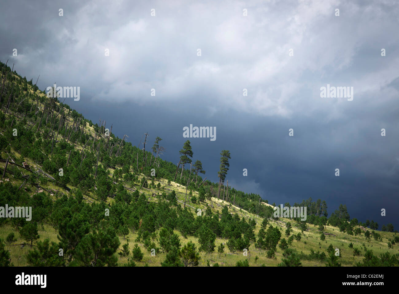 Custer State Park Black Hills South Dakota negli Stati Uniti, splendido paesaggio con foresta verde sovrastante nessuno orizzontale ad alta risoluzione Foto Stock