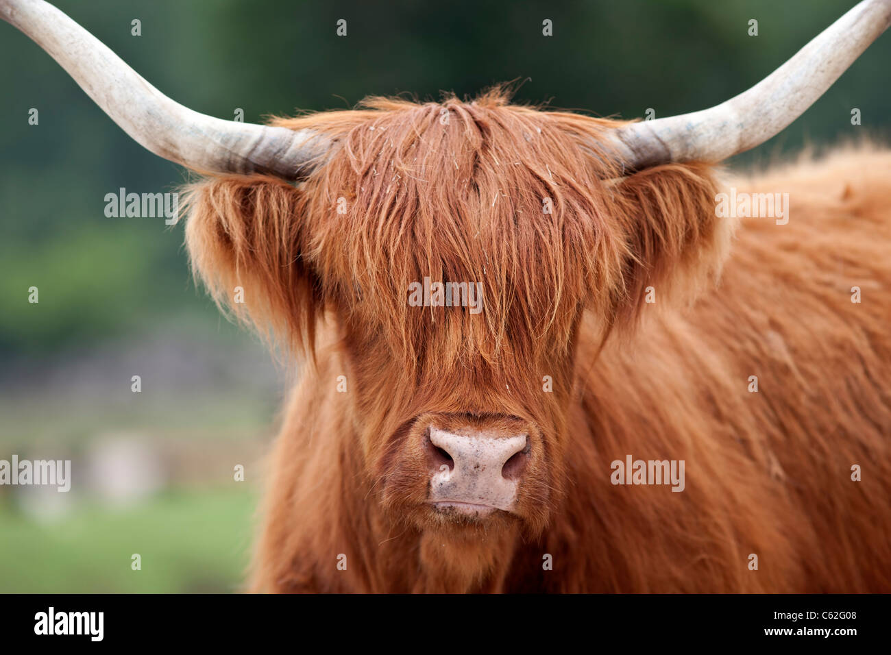 Highland scozzesi il bestiame. Foto Stock