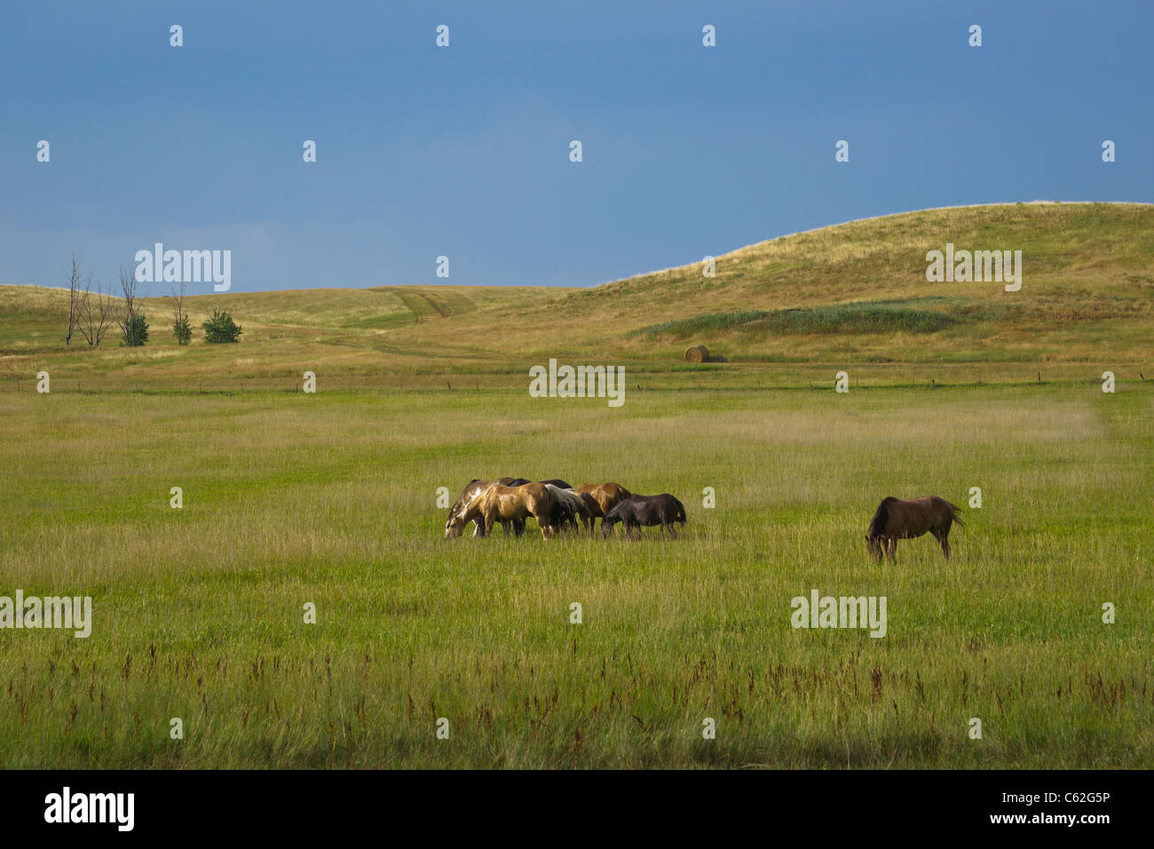 Una mandria di cavalli che pascolano su una prateria nel paesaggio di Pine Ridge South Dakota USA nessuno ad alta risoluzione Foto Stock