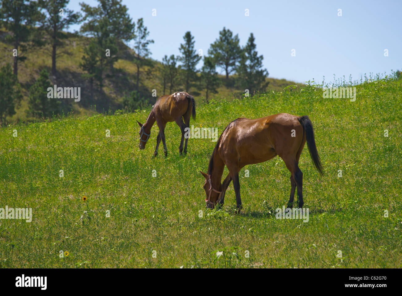 Due cavalli che pascolano su una prata a Pine Ridge, South Dakota, Stati Uniti. Bel paesaggio cielo blu nessuno ad alta risoluzione Foto Stock
