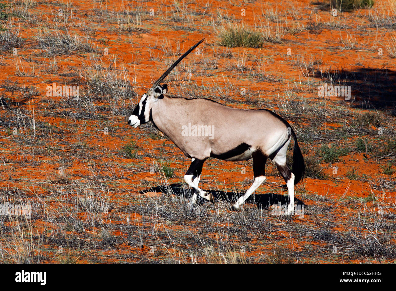 Oryx su una duna rossa nel Kgalagadi transfrontaliera parco nazionale in Sud Africa e il Botswana Foto Stock