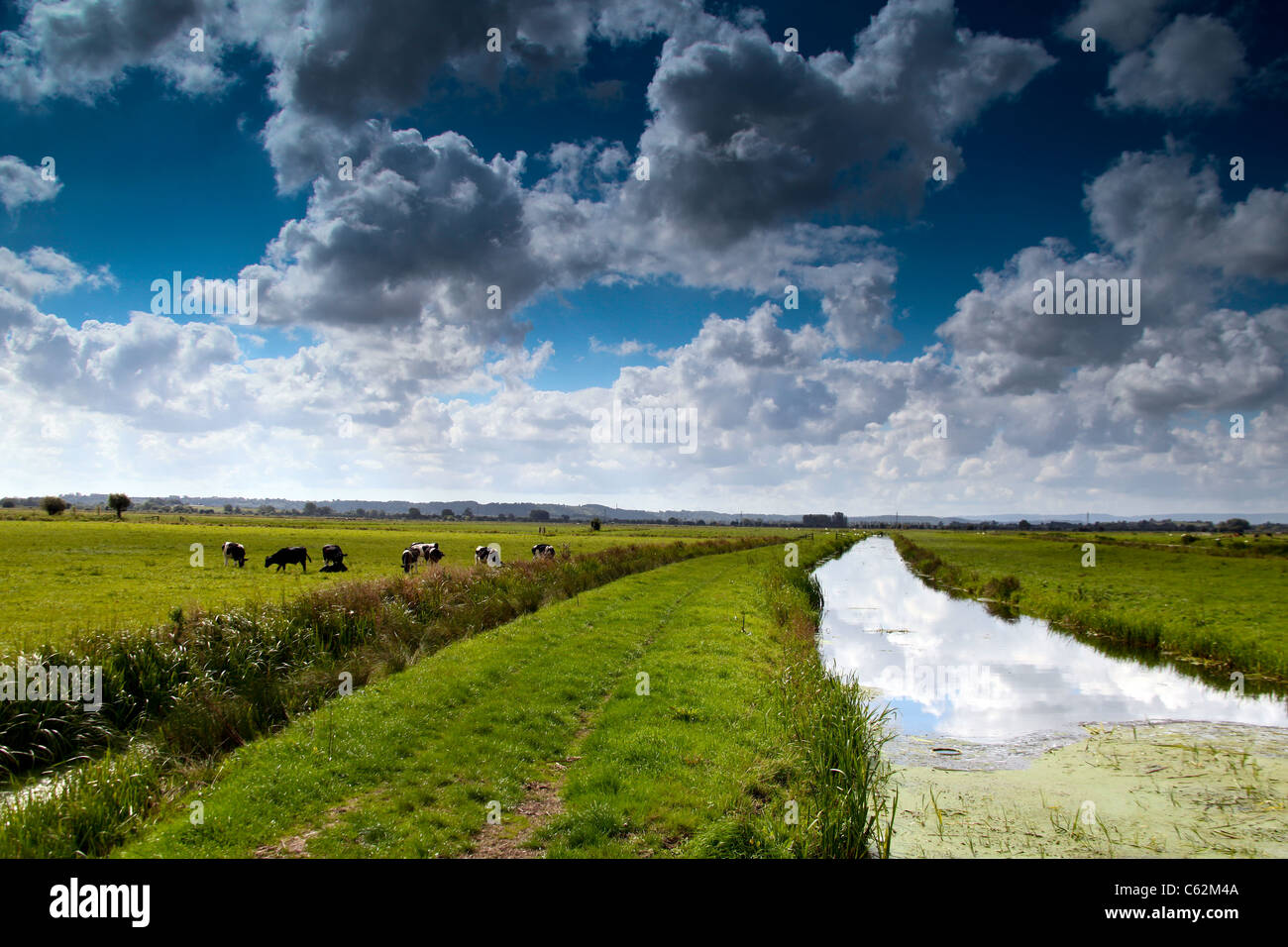 Il pascolo di bestiame a fianco del fiume Sowy sui livelli di Somerset, Inghilterra, Regno Unito Foto Stock