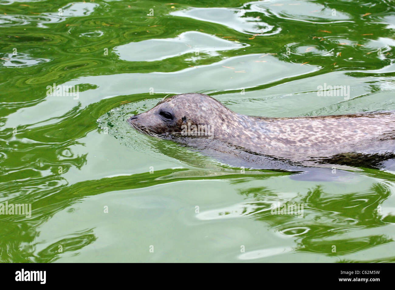 Wild guarnizione grigio a nuotare in acqua, side shot Foto Stock