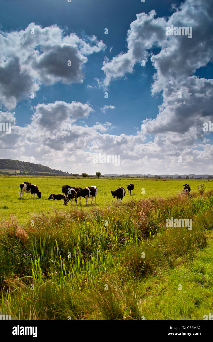 Il pascolo di bestiame a fianco del fiume Sowy sui livelli di Somerset, Inghilterra, Regno Unito Foto Stock