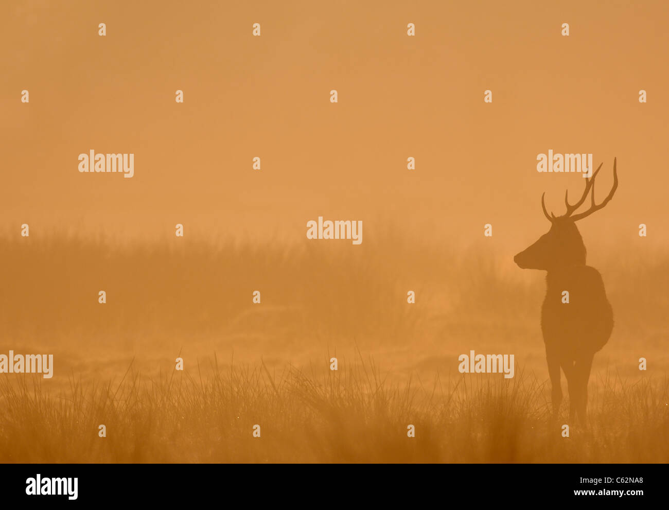 RED DEER Cervus elaphus un giovane maschio stagliano in alba mist Leicestershire, Regno Unito Foto Stock