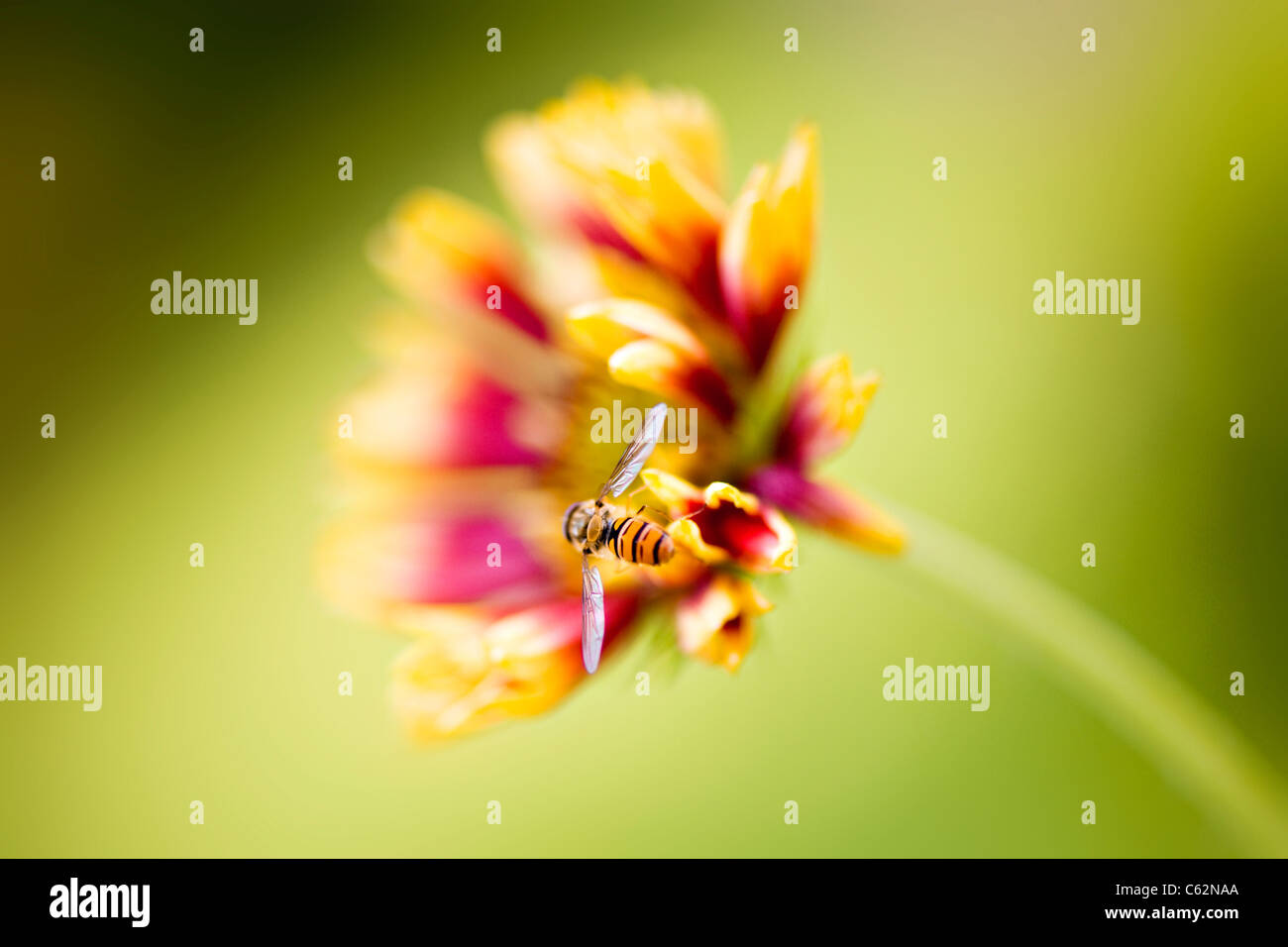 Gaillardia singolo 'Pantomime' coperta fiore fiori con hoverfly Foto Stock