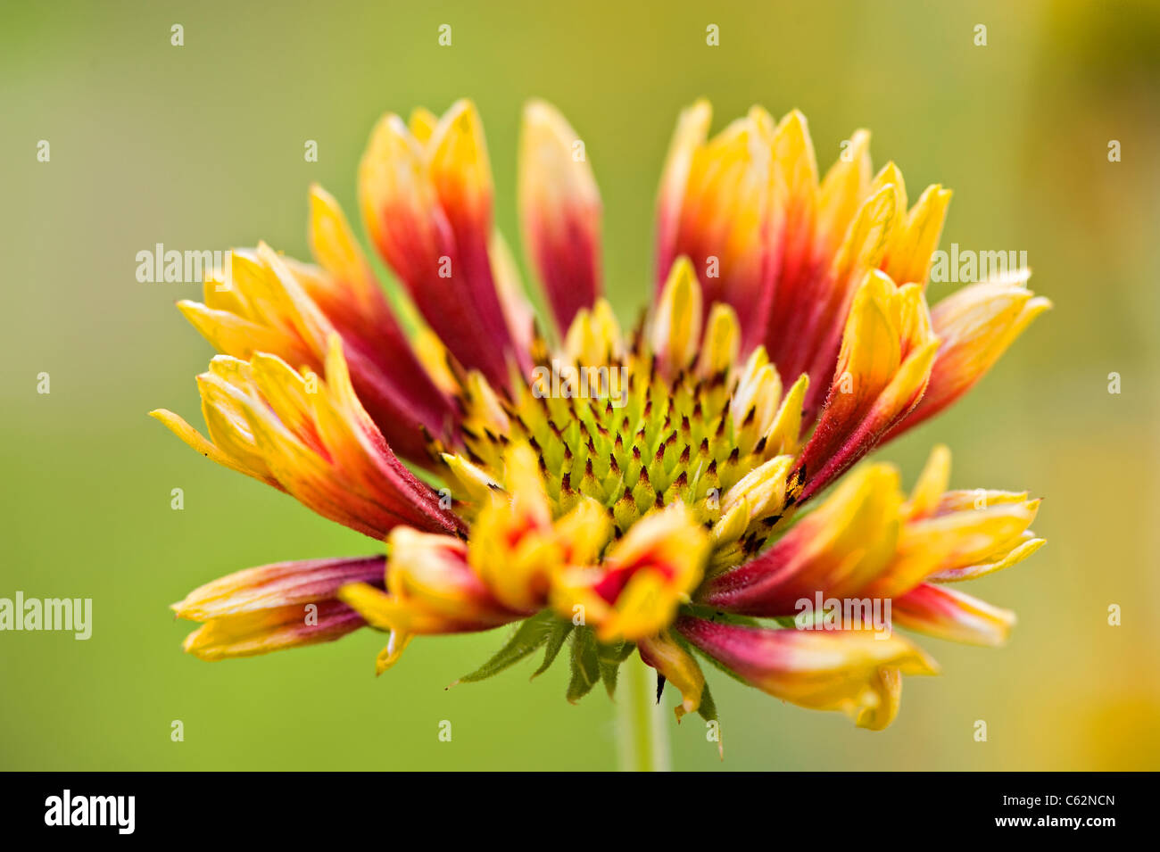 Gaillardia singolo 'Pantomime' coperta fiore fiori Foto Stock