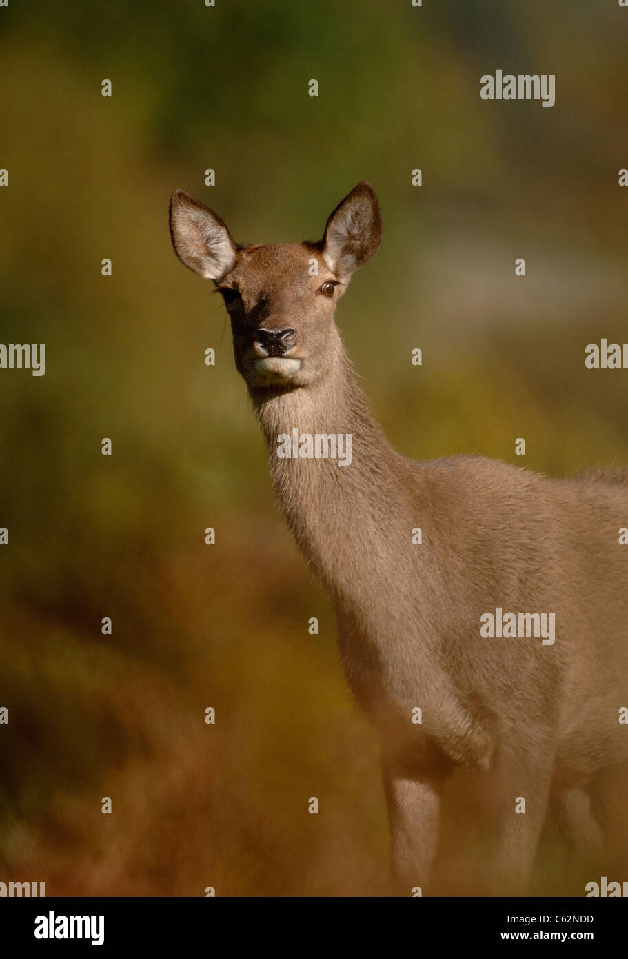 RED DEER Cervus elaphus Ritratto di una femmina di avviso tra colori autunnali Leicestershire, Regno Unito Foto Stock