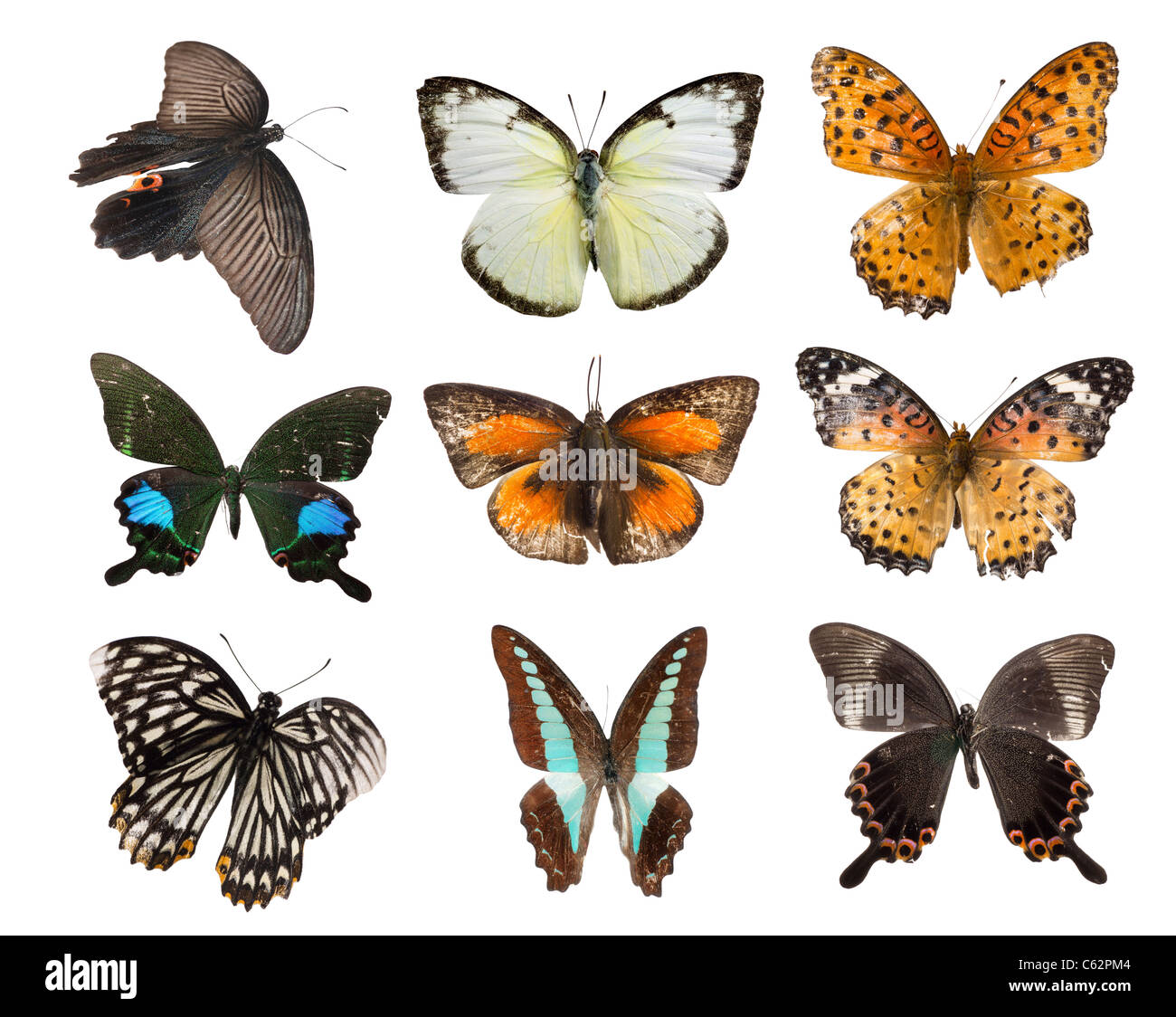Butterfly set isolato di raccolta Foto Stock Butterfly set isolato di raccolta Foto Stock