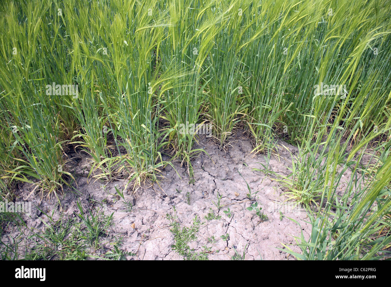 Il grano in condizioni di siccità. Foto Stock