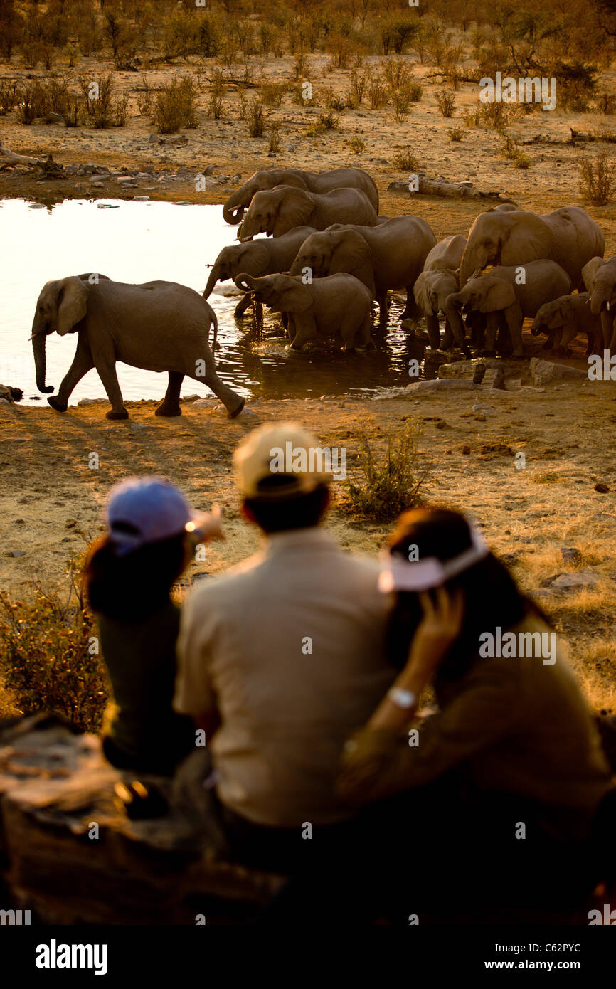 Una famiglia guardare come un branco di elefanti da bere la moringa waterhole. Il parco nazionale di Etosha, Namibia. Foto Stock