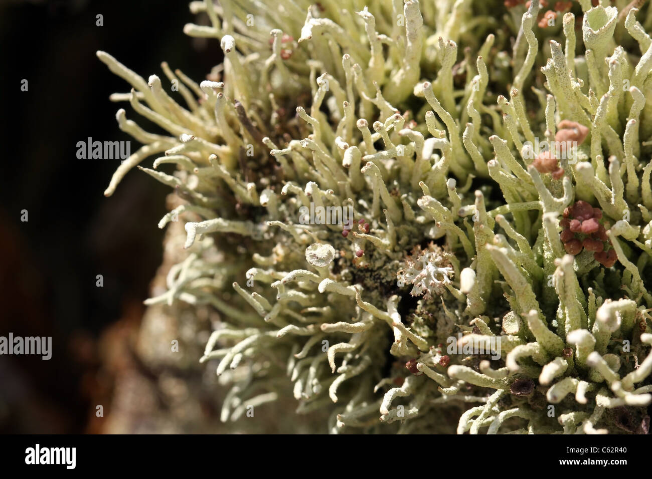 Sfondo di licheni (Cladonia spp). Foto Stock