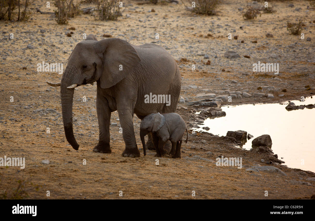 Una madre elefante ripara il suo polpaccio bambino accanto al Moringa foro per l'acqua. Etosha, Namibia. Foto Stock