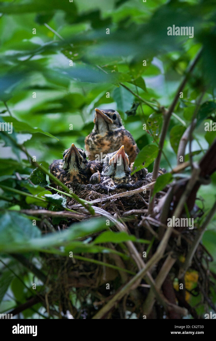 Robin pulcini nel nido. Foto Stock