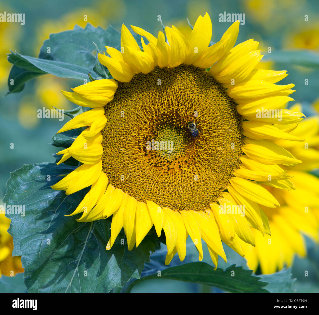 Girasole Helianthus annuus una pianta annuale. Foto Stock