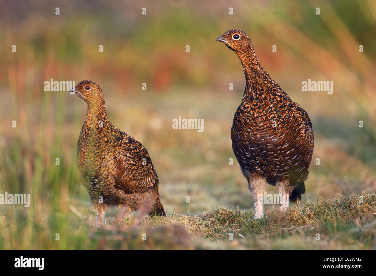 RED GROUSE Lagopus lagopus scoticus ritratto di due alert uccelli adulti Yorkshire Dales National Park, il Yorkshire, Regno Unito Foto Stock