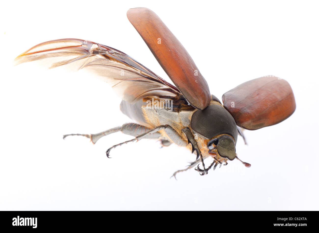 Insetti volanti scarabeo può beetle isolato su bianco Foto Stock