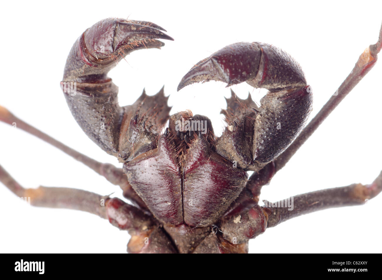 Vinegaroon scorpion isolati su sfondo bianco Foto Stock