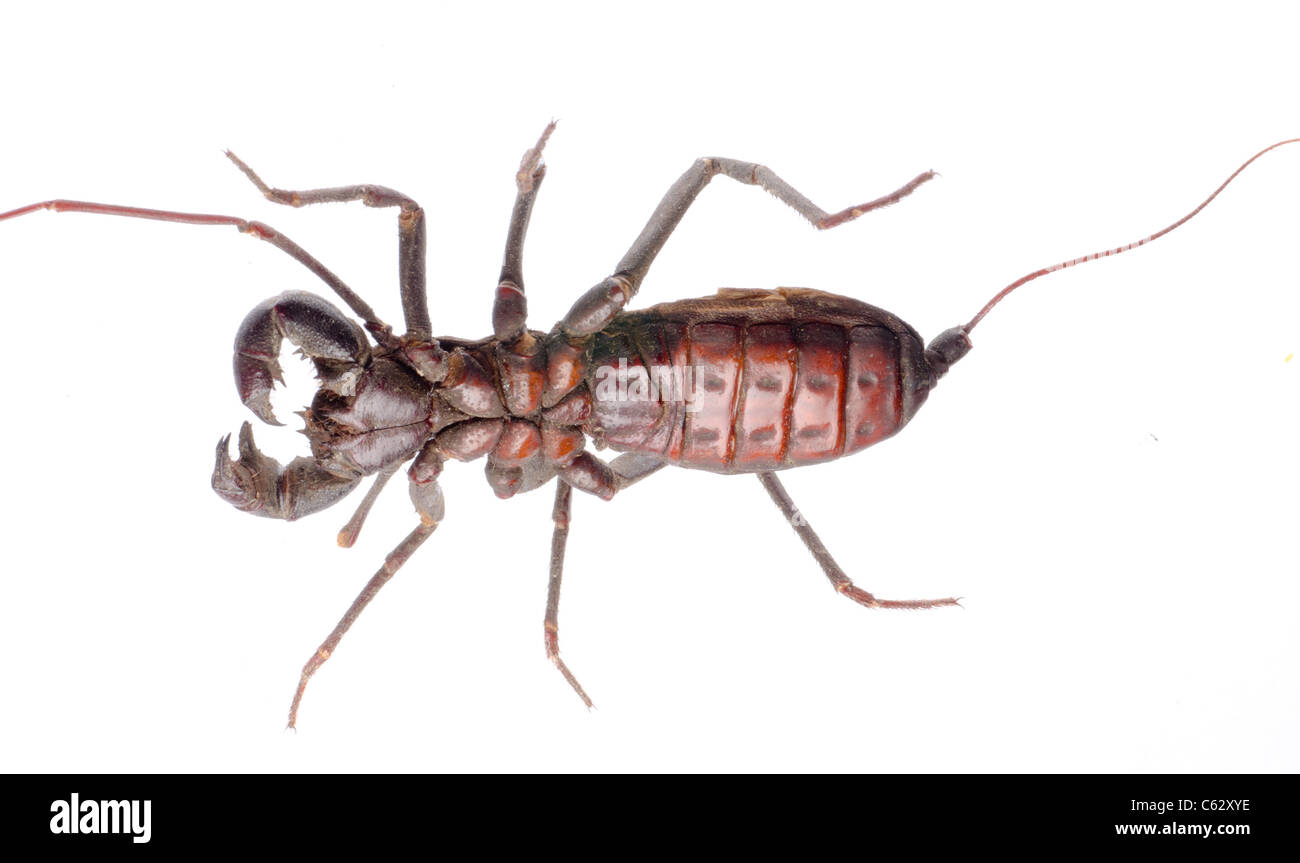 Vinegaroon scorpion isolati su sfondo bianco Foto Stock