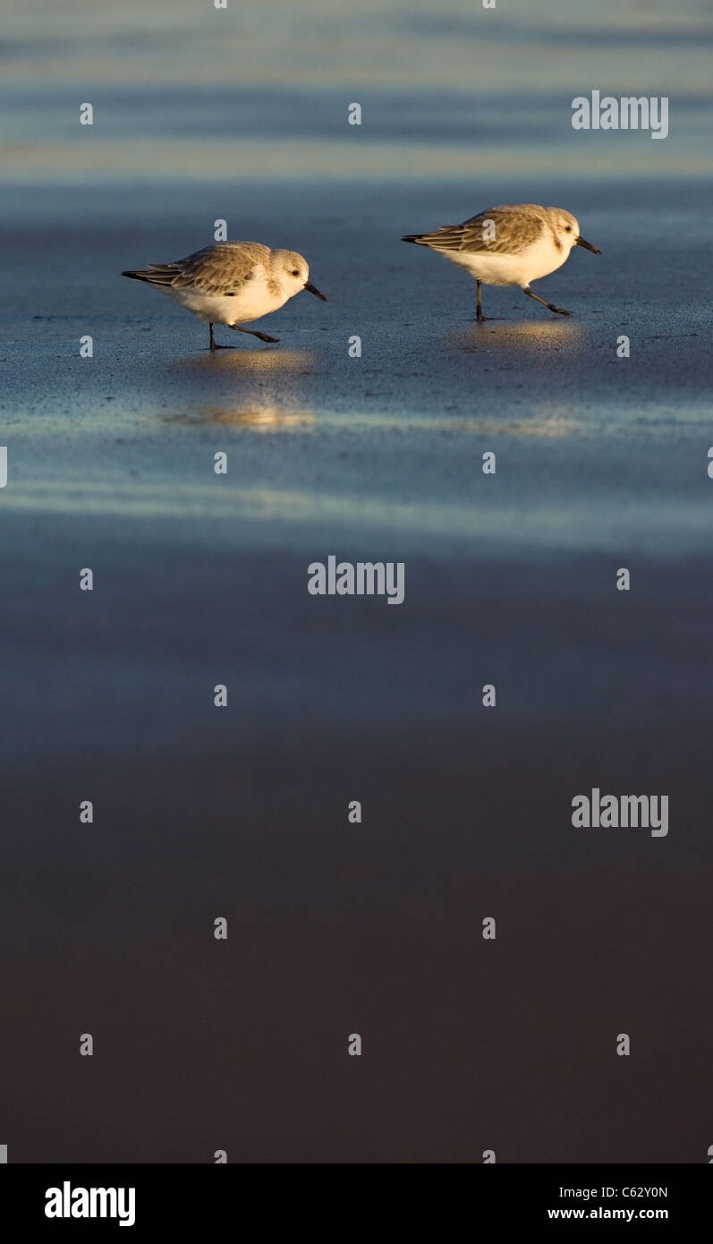 SANDERLING Calidris alba di una coppia di adulti rovistando lungo una spiaggia di golden luce della sera Lincolnshire, Regno Unito Foto Stock